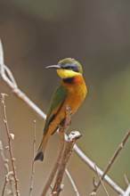 Cinnamon-chested Bee-eater (Merops oreobates), Samburu, Kenya