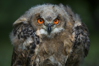 Eurasian Eagle-Owl (Bubo bubo) juvenile, Rhineland-Palatinate, Germany