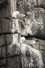 Black-legged Kittiwake (Rissa tridactyla) on nest, Farne Islands, United Kingdom