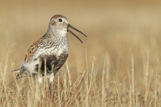 Dunlin (Calidris alpina) calling, Alaska, USA