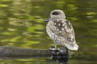Marbled Duck (Marmaronetta angustirostris), Florida, USA