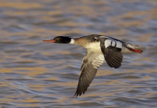 Red-breasted Merganser (Mergus serrator) male flying, Ohio, USA