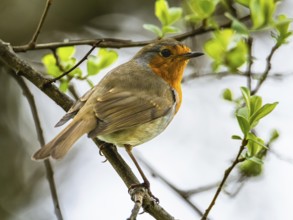 European Robinin in his environment. His Latin name is Erithacus rubecula