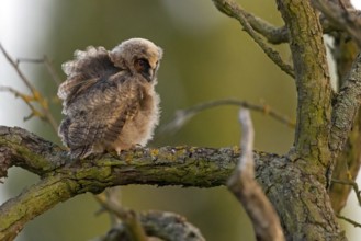 Long-eared owl, juvenile, chick, (Asio otus), animals, birds, owls, perch, tree, Hockenheim,