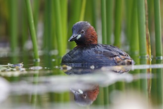 Little Grebe (Tachybaptus ruficollis), North Rhine-Westphalia, Germany