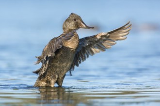 Freckled Duck (Stictonetta naevosa) male flapping, Victoria, Australia