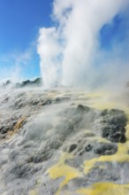 Prince of Wales and Pohutu geysers erupting, Te Puia Thermal Valley, Rotorua, Bay of Plenty, North