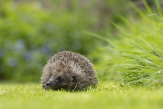 European hedgehog (Erinaceus europaeus) adult animal on a garden grass lawn, England, United