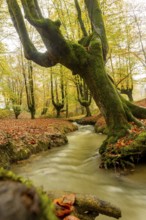 Majestic autumn scene in Gorbea Natural Park, Basque Country, Spain. Vibrant foliage surrounds a