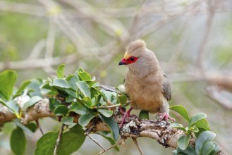 Red-tailed Mousebird, (Urocolius indicus), on perch, Africa, South Africa, KwaZulu-Natal, Mkuze