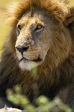 A close-up of a lion with a magnificent mane, captured in the heart of Kenya's savannah, showcasing