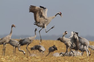 Common Crane (Grus grus), Mecklenburg-Western Pomerania, Germany