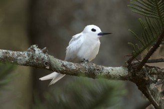 White Tern (Gygis alba candida) perched on a branch, Norfolk Island, Australia