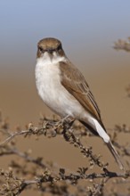 Marico Flycatcher (Melaenornis mariquensis), Northern Cape, South Africa