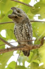 African Scops Owl (Otus senegalensis), Kruger National Park, South Africa