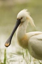 Eurasian Spoonbill (Platalea leucorodia), Serbia