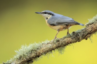 Eurasian Nuthatch (Sitta europaea) perched on lichen covered branch, Andalusia, Spain