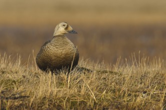 Spectacled Eider (Somateria fischeri) female, Alaska, USA