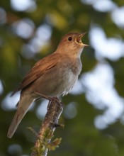 Thrush Nightingale (Luscinia luscinia) singing, Mecklenburg-Western Pomerania, Germany