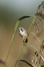 Bearded tit or reedling (Panurus biarmicus) adult male bird on a reed stem in a reedbed, England,