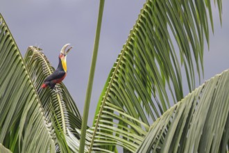 Red-breasted Toucan (Ramphastos dicolorus) perched on a branch in the Atlantic rainforest of
