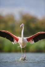 Greater Flamingo (Phoenicopterus roseus), landing in the water, Parc Naturel Regional de Camargue,