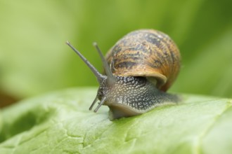 Garden snail (Cornu aspersum) adult gastropod molluscs on a garden vegetable plant leaf in summer,