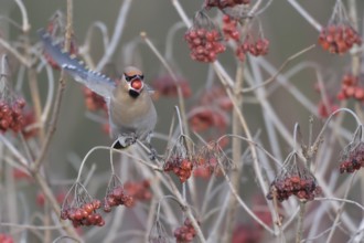 Bohemian Waxwing (Bombycilla garrulus) feeding on berries, North Rhine-Westphalia, Germany