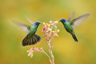 Two birds with orange flower. Hummingbirds Green Violet-ear, Colibri thalassinus, flying next to