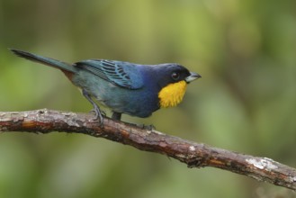 Purplish-mantled Tanager (Iridosornis porphyrocephalus) perched on a branch in the Andes Mountains
