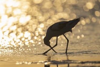 Avocet (Recurvirostra avosetta), Texel, Netherlands