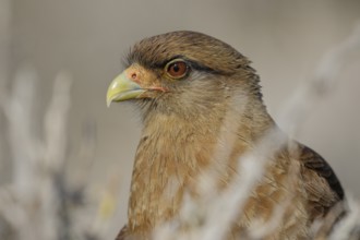 Chimangokarakara, lat. Phalcoboenus chimango, Kopfportrait von der Seite