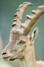 Alpine ibex (Capra ibex) male, portrait, wildlife Park Aurach near Kitzbuehl, Austria
