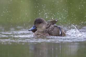 Grey Teal (Anas gracilis) bathing, Victoria, Australia