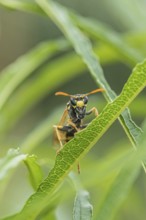 Gallic field wasp collecting nectar, european paper wasp (Polistes dominula), columnar deciduous