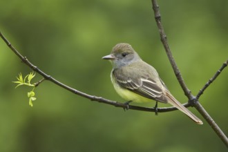 Great Crested Flycatcher (Myiarchus crinitus), Manitoba, Canada