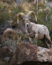 From below, a bighorn sheep stands majestically on a rocky terrain in the Santa Rosa Mountains,