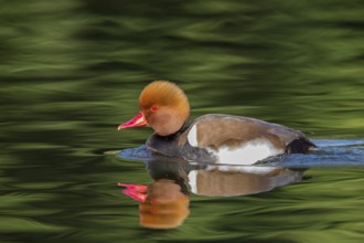 Red-crested Pochard, Netta rufina, Nette rousse, Pato Colorado, Luisenpark, Mannheim,