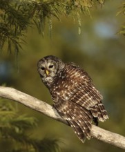 Barred Owl (Strix varia) perched on a branch, Florida, USA