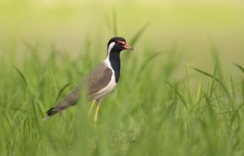 Red-wattled Lapwing (Vanellus indicus) standing alert, Sreepur, Gazipur, Bangladesh