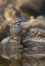 An intimate portrait of a rock bunting, Emberiza cia, perched on a jagged rock beside a calm water