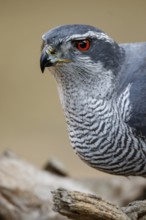 Northern Goshawk (Accipiter gentilis), adult male, Castile and Leon, Spain