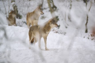 A wolf stands alert in the snowy forest, two other wolves are nearby, Winter, Wolf (Canis lupus),