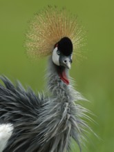 Grey Crowned Crane (Balearica regulorum), Uganda