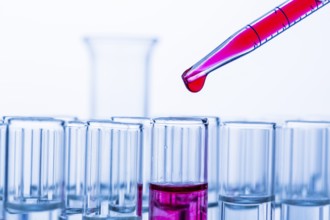 Many test tubes during an experiment in a university research laboratory. Symbolic photo for