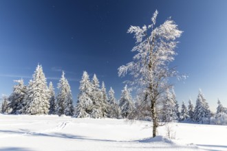 Sunny winter landscape with snow-covered trees, bushes, trails and branches covered with hoarfrost