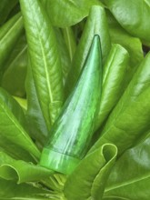 Tube of aloe gel, encased in vibrant green leaves, ideal for skin, hair, and body care