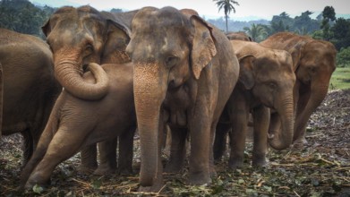 Several Asian elephants (elephas maximus) stand in a natural environment, close to each other, with