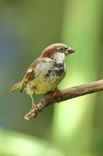 House sparrow (Passer domesticus), female sitting on a branch, Wilnsdorf, North Rhine-Westphalia,