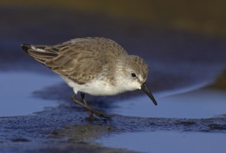 Western Sandpiper (Calidris mauri), California, USA